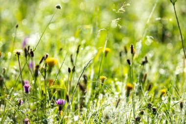 yaz çiçek açması çayır