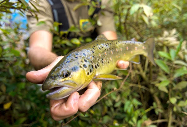 Pescador segurando um peixe de truta — Fotografia de Stock