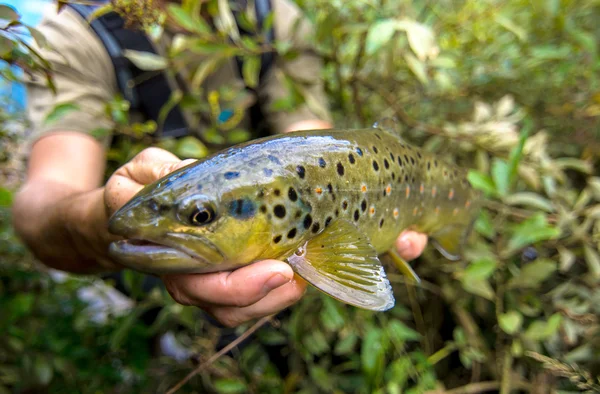 Pescador segurando um peixe de truta — Fotografia de Stock