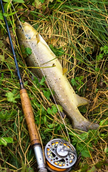 Fishing rod and live fish — Stock Photo, Image
