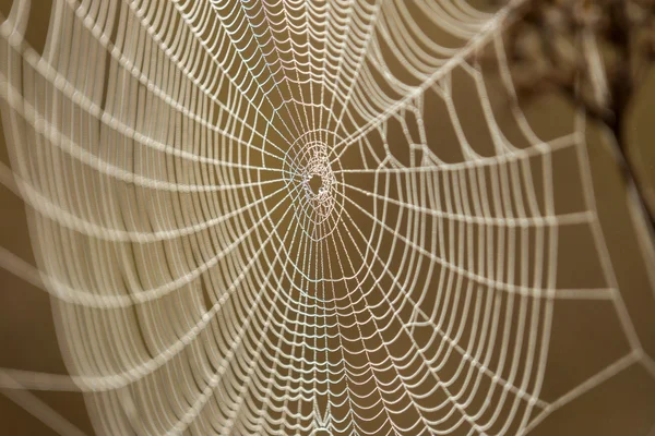 Spider web with dew drops — Stock Photo, Image