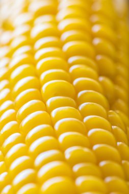 Yakın çekim görünümü taze Mısır