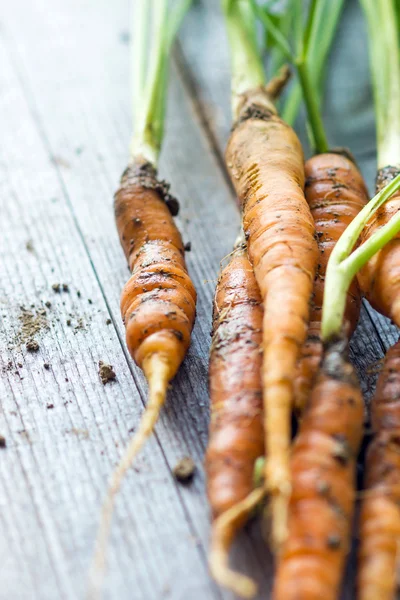 Verse oranje wortelen — Stockfoto