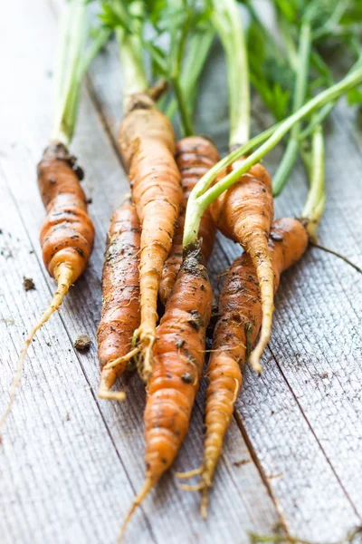 Verse oranje wortelen — Stockfoto