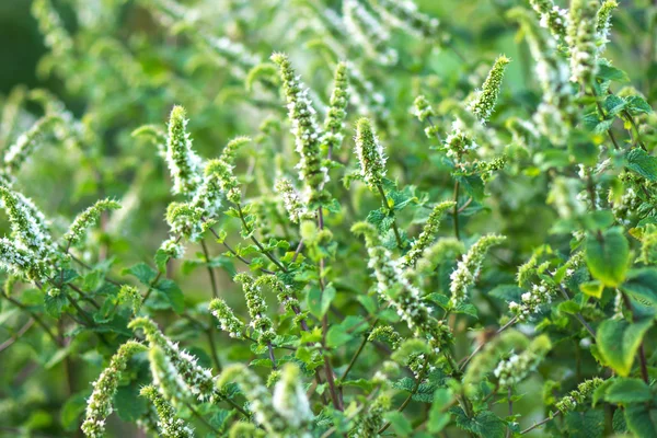 薄荷香草花 — 图库照片