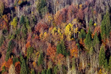 Sonbahar pitoresk orman