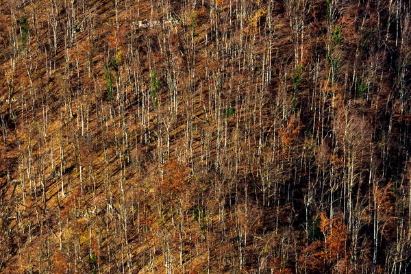 Bosque pintoresco otoñal — Foto de Stock