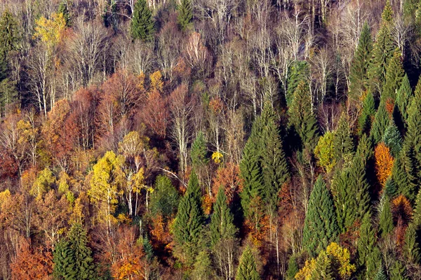 Bosque pintoresco otoñal — Foto de Stock