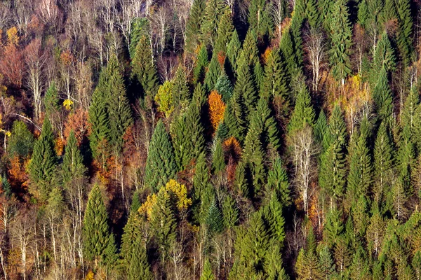 Bosque pintoresco otoñal — Foto de Stock