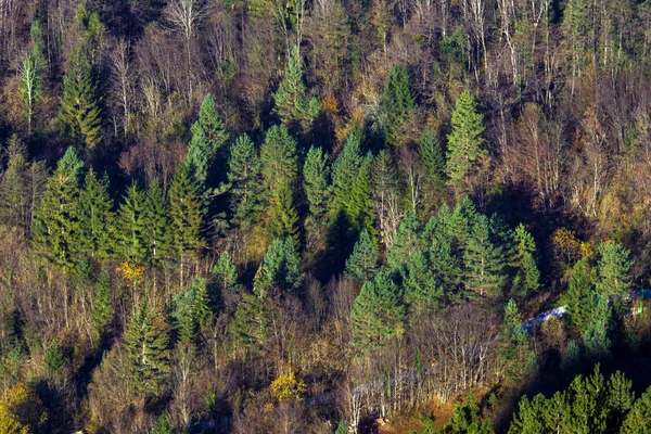 Bosque pintoresco otoñal — Foto de Stock