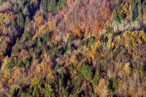 Bosque pintoresco otoñal — Foto de Stock