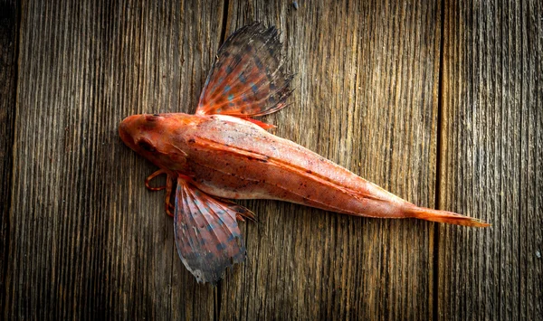 Fersk, rød gurnardfisk – stockfoto