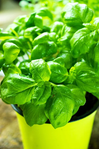 Organic basil plant — Stock Photo, Image