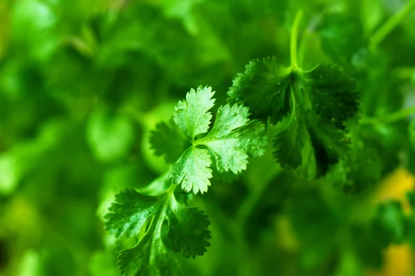 Frische Korianderblätter — Stockfoto