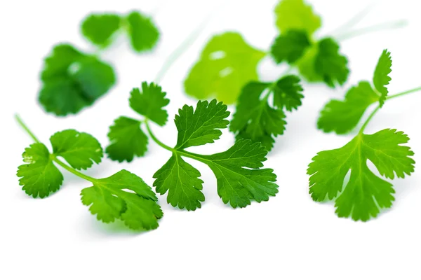 Fresh coriander leaves — Stock Photo, Image