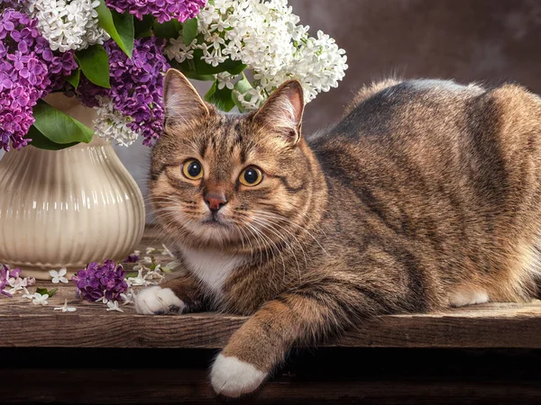 可爱聪明的猫在一束紫丁香的背景上摆姿势 — 图库照片