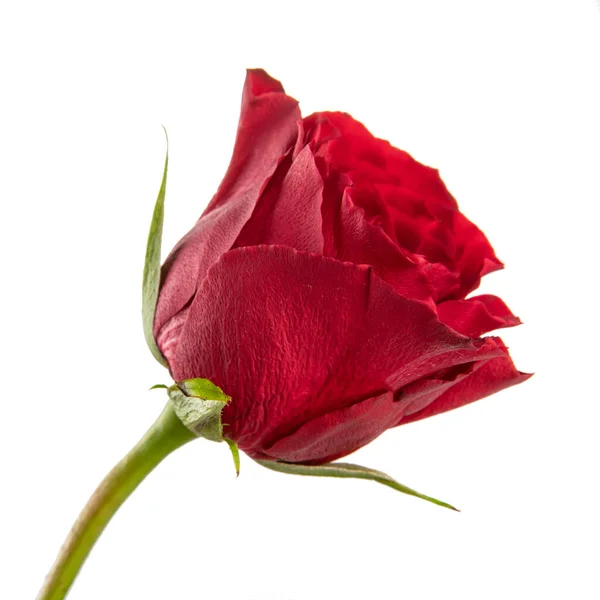 Vörös Rózsa Elszigetelt Fehér Háttér — Stock Fotó
