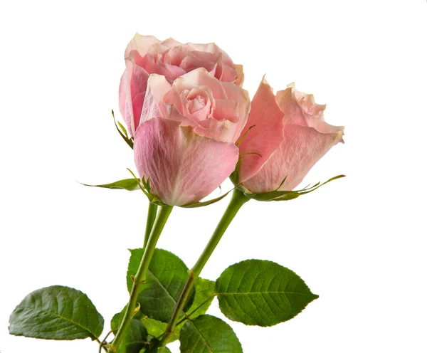 Rosa Ros Blomma Vit Bakgrund — Stockfoto