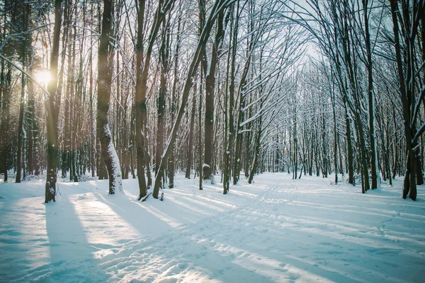 Estrada Floresta Inverno — Fotografia de Stock