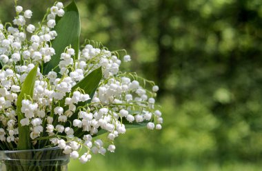 Vadi ekolojik arka planının bahar çiçeği zambağı.