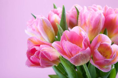 Su damlalı pembe laleler. Bahar konsepti ve eşuzay.