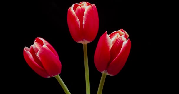 Tulipas Vermelhas Florescem Solo Negro — Vídeo de Stock