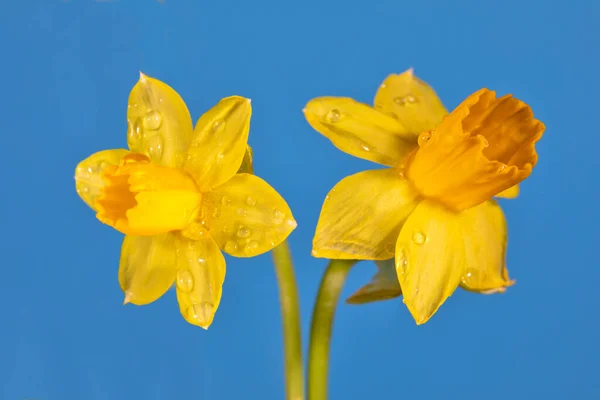 Dois narcisos flor primavera no fundo azul — Fotografia de Stock