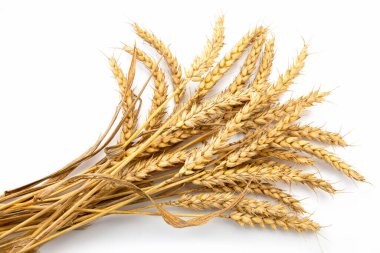 Sheaf of yellow wheat spikelets isolated on white background.