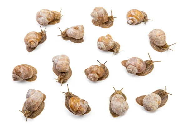 Big Collection Snails Top View Isolated White Background — Foto de Stock