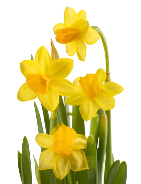 Graceful Yellow Daffodils Isolated White Background — Stock fotografie