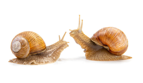 two grape snail isolated on a white background. snails communicate with each other.