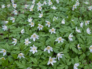 Spring flowers anemone nemorosa in the forest. Windflower