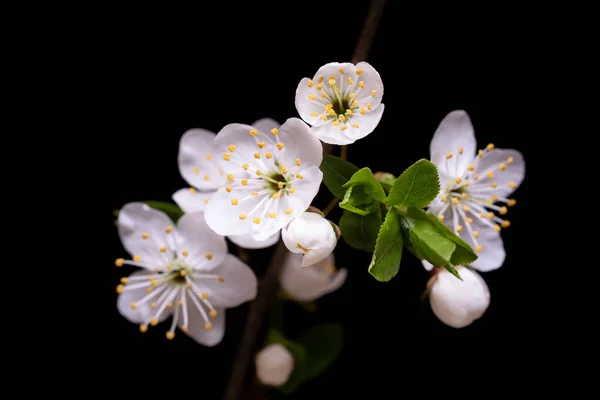 Vita Körsbärsblommor Svart Bakgrund — Stockfoto