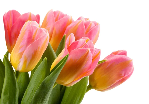 Schöne Rosa Tulpen Die Isoliert Auf Weißem Hintergrund — Stockfoto