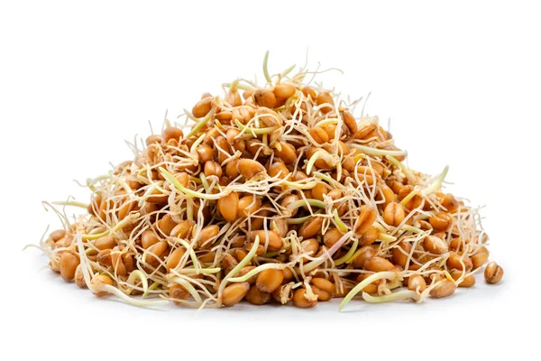 Sprouted Wheat Grain White Background — Stock Photo, Image