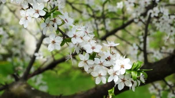 Κλαδί Από Άνθη Κερασιάς Μια Ηλιόλουστη Καλοκαιρινή Μέρα — Αρχείο Βίντεο