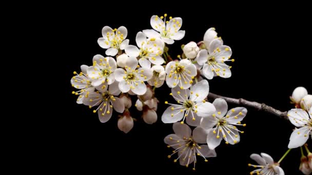 Flores Primavera Abrindo Conceito Páscoa Árvore Cereja Lapso Tempo Fresco — Vídeo de Stock