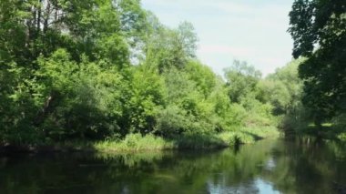 Güneşli bir yaz gününde orman nehri manzarası