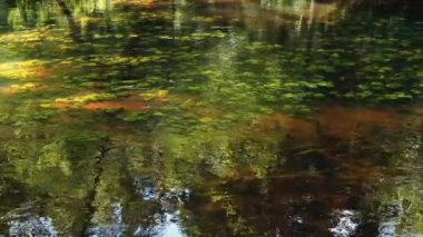 Güneş ışığı küçük bir nehrin suyuna yansıyor. Nehir yosunları altta sallanıyor. 4k video