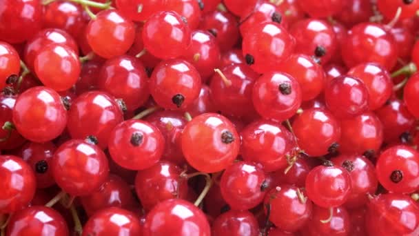 Rotation Red Currant Berries Close Video — Stock Video