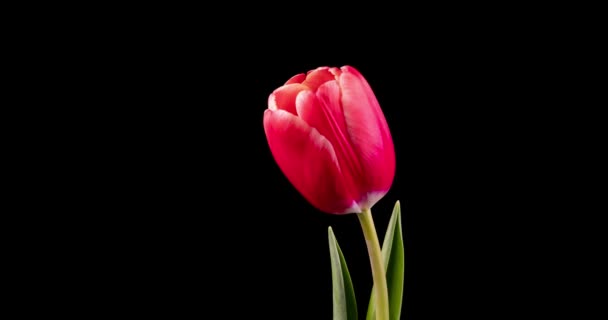 Time Lapse One Red Tulips Black Background — 图库视频影像