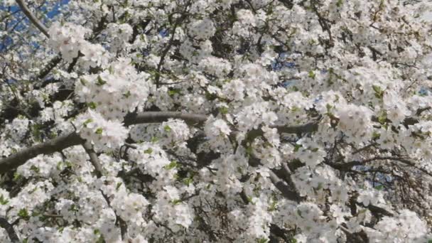 Flores Cereja Primavera Ramo Árvore Vídeo — Vídeo de Stock