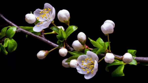 春の花が開きます イースターコンセプトの桜の時間は 新鮮な開花アプリコットを閉じます ブラック4K Uhdビデオの花の枝 — ストック動画