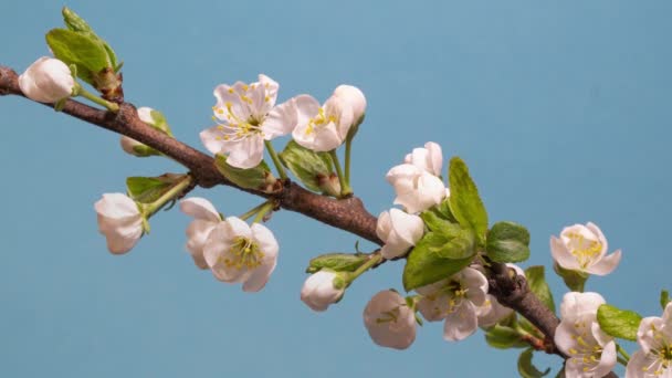 Abren Flores Primavera Concepto Pascua Cerezo Lapso Tiempo Rama Flores — Vídeos de Stock