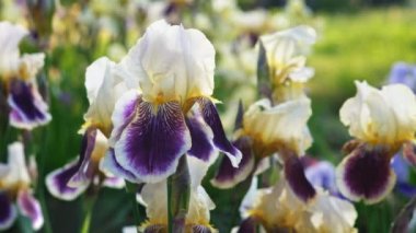 Güzel bir arka planda sarı ve mor zambak..