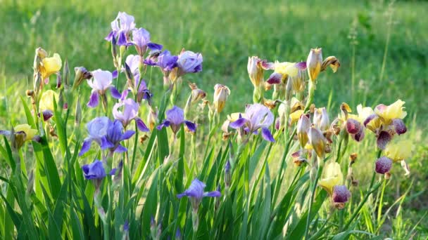 Irisblumen Blühen Auf Dem Hintergrund Eines Verschwommenen Grünen Gartens Die — Stockvideo