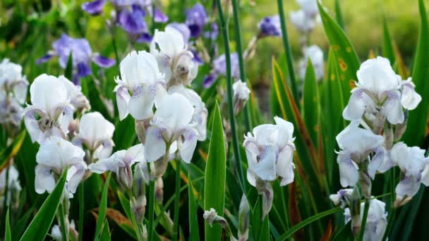 Iris Jaune Sur Beau Fond Bokeh — Video