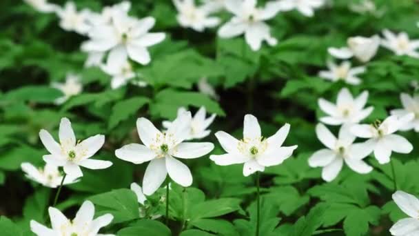 Flores Primavera Anémona Nemorosa Bosque Windflower Vídeo — Vídeos de Stock