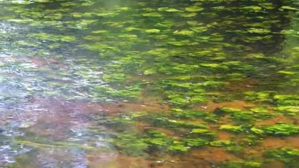 Green Algae Float Clear River Water — Stock Video