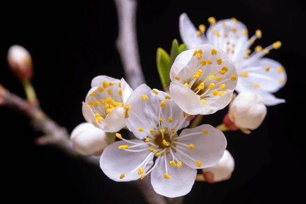 Natural White Cherry Blossoms Black Background — Stock Photo, Image